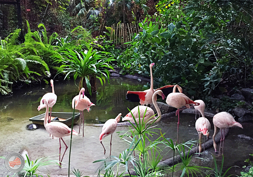 laufindietropen_flamingos