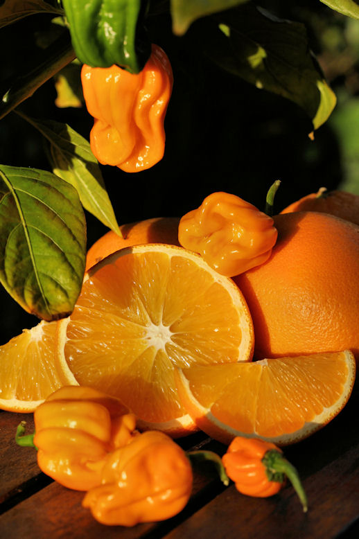 Milde Habanero – die NuMex Suave Orange