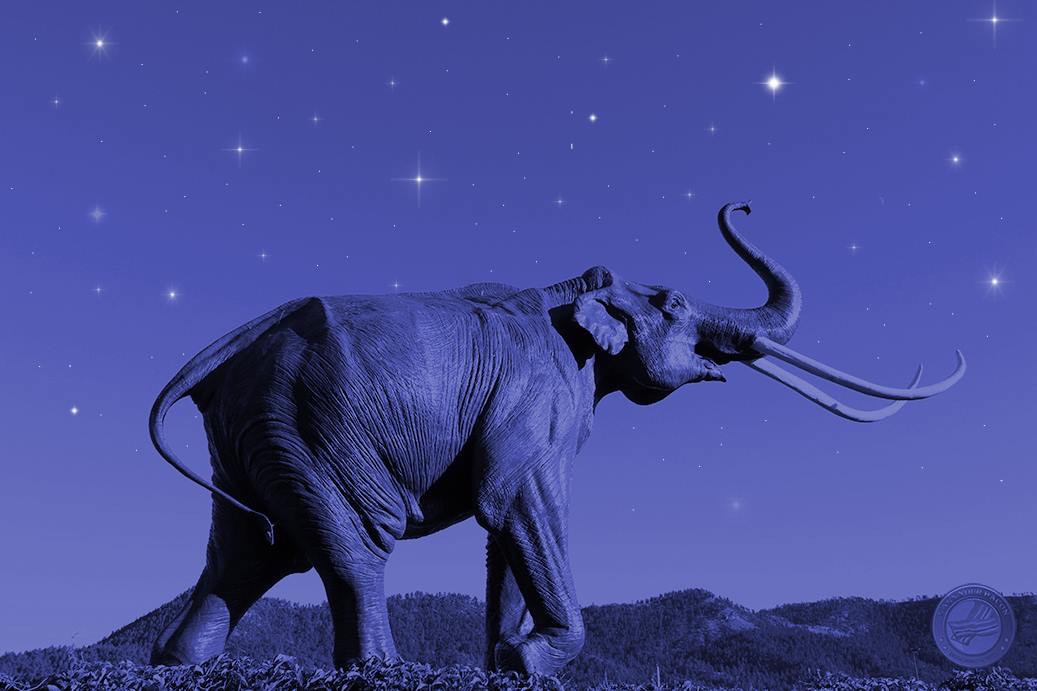 [:de]Mammutmarsch-Training by night: Hilfe, wo bin ich? Und wer hat das Stroboskop mitgebracht?[:]