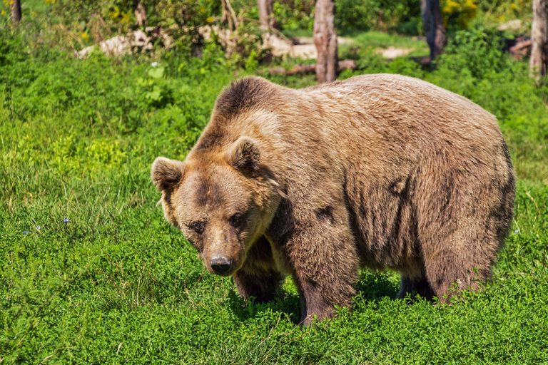Wie Viel Wiegt Ein Grizzlybär