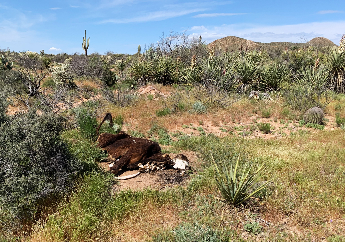 [:en]Arizona Trail: Part 7 – No water in the wild west[:de]Arizona Trail – Part 7: Wasserknappheit im Wilden Westen[:]