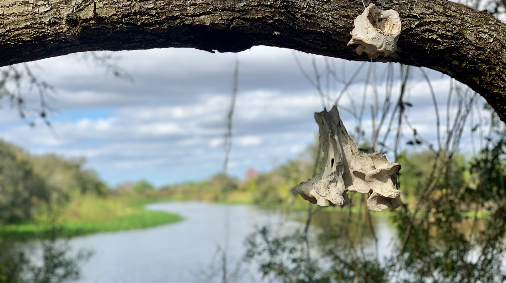 Auf dem Florida Trail Tag 4 & 5 – Alligatoren und die Axt